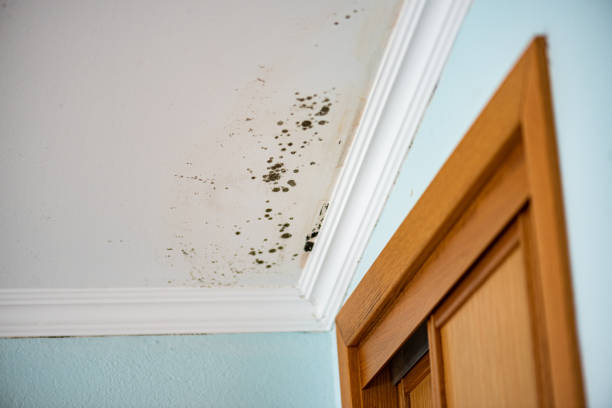 Reliable Wayne City, IL Mold Removal Solutions